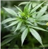 cannabis pflanze